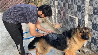 Give Your Dog A Shiny Coat | Best Dog Shampoo