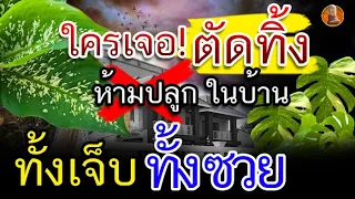 บ้านไหนมี รีบตัดทิ้ง ต้นไม้ มีพิษ ห้ามปลูกไว้เด็ดขาด ปิดทางโชค เงินรั่วออก