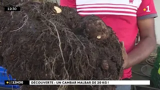 A Saint-André, un agriculteur a découvert un cambar malbar (appelé aussi songe tortue) de 20kg !