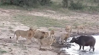 Big Cats Attack Buffalo Drinking Water
