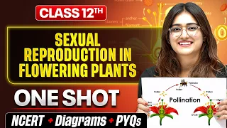 Sexual Reproduction In Flowering Plants Class 12 🔥| NCERT + Diagram + PYQs | Biology chapter 1