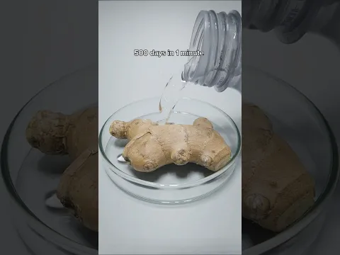 500 Days in 1 minute. Ginger, Kiwi and Carrot