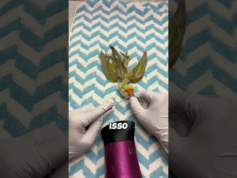 😲 Este homem fez algo pelo seu papagaio de estimação que deixou todos chocados! #shortvideo