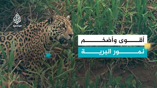 مملكة اليغور
