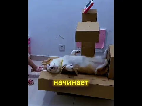 Юный Врач И Собака 🐶