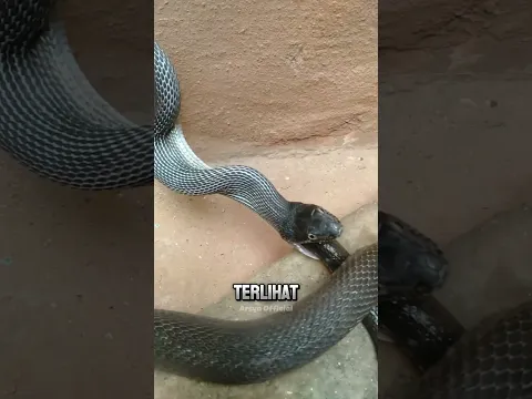 Kelaparan Sampai Makan Diri Sendiri ⁉️😱