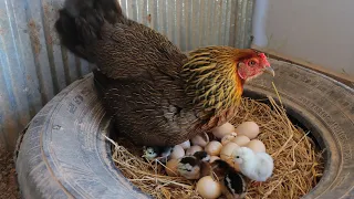 A Hen Try Hatching 20 Eggs in Car Wheel Nest _ Chickens Hatching From Eggs