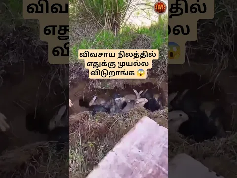 விவசாய நிலத்தில் எதுக்கு முயல்ல விடுறாங்க 😱|| #talkwithravanan || #shorts ||