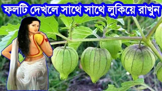 পৃথিবীর সবচেয়ে দামি ফল | রসভরি বা ফটকা ফল কোথাও দেখলেই চুপ করে তুলে নিয়ে আসুন এর উপকার অনেক বেশি!