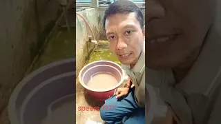 Sudah pernahkah kamu mendengar suara buaya...? inilah suaranya..