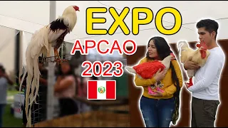Visitamos a la EXPO aves ornamentales "APCAO 2023" 🐔🐔 / LinoelGalloconBotas