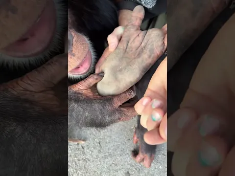 Este Mono Tiene un Problema Muy Grande 🐒