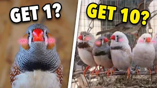 Why Zebra Finches are the BEST Pet Birds (Beginner Guide)