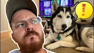 My Husky Killed A Cat...?