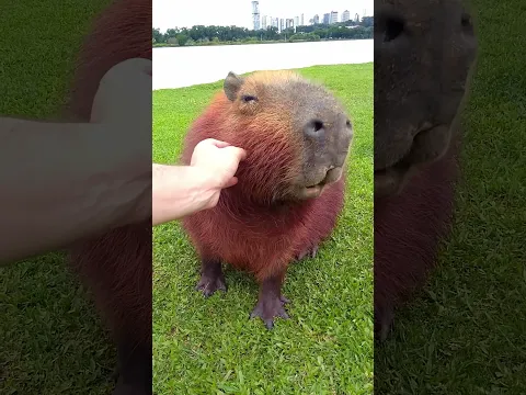 Porque Jacarés Não Atacam Capiravas?