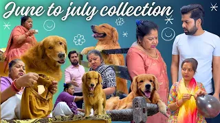 June to July Collection of PeaNut Golden Retriever