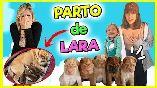 😻 Mi PARTO 👶🏼 LARA ESTÁ EMBARAZADA 🤰🏼 TIENE BEBÉS CACHORROS 🐶 SOMOS FAMILIA NUMEROSA 🤩