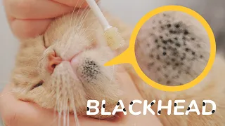 Cleaning Cat's Blackhead  - My Secret Weapon For Cat Acne - No One Has Ever Recommended It 👍👍