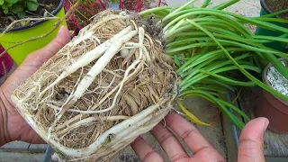 Roots Bound Ho Gai to Kya Hua | Hamare Pass Chura Hai Na | Kitchen Gardening