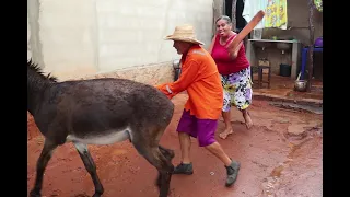 seu mane apanha por causa do jegue
