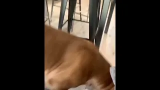 Dogs