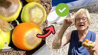 Effektive Soforthilfe-Tipps bei Blütenendfäule an Tomaten