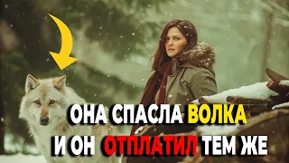 Девушка помогла волку и он не забыл её доброты, отплатив тем же через несколько лет