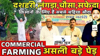 COMMERCIAL FARMING।असली बड़े आम के पेड़।दशहरी,लंगड़ा,चौसा,सफेदा,किसानों के लिए हैं सबसे बढ़िया सौदा।