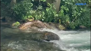 Sucuri gigante desliza pelo Rio da Prata e surpreende banhistas em balneário do Pantanal
