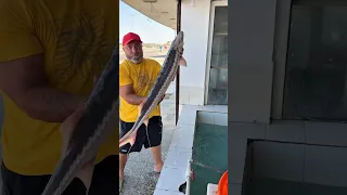 Seamonster skewers#trending#viral#shorts#trendingshorts#viralvideo #trendingshorts#viralyoutubeshort