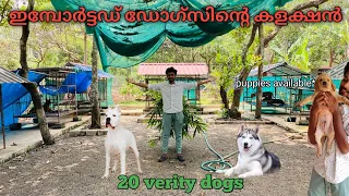 സിംഹത്തിനെ വരെ കടിച്ചു കീറുന്ന DOG ഉള്ള ഫാം | kerala kennel | kerala dog farm | dogo argentino
