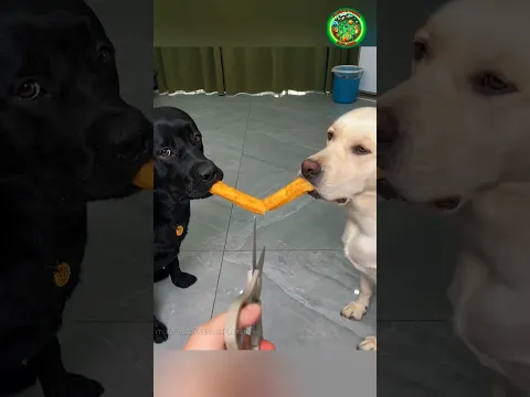 Cara Pemiliknya Mendidik Kedua Anjing Ini Sungguh Luar Biasa! 🐶❤️