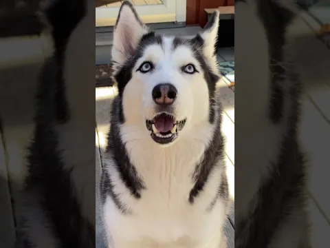 Male vs  Female Husky Dog Tricks!!! WHO'S BETTER?