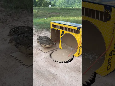 Technique Unique DIY Quick Quail Trap Using Cardboard Box #camping #outdoors #bushcraft