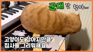 군대 간 집사 형아 냄새 맡고 뒹구는 고양이 (심쿵 ㅠㅠ) | 고양이도 강아지만큼 집사를 그리워해요