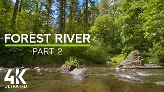 8 HOURS Forest Stream Sounds and Birds Chirping for Stress Relief & Relaxation - Part #2