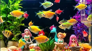 🐠 Beautiful Colorful Fish Aquarium for Relaxation 🌈 | Peaceful Tropical Fish 4K | Part 2