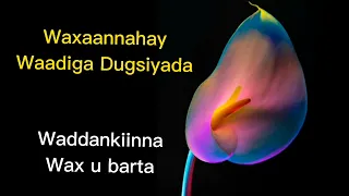Heesta Waxbarashada  ( Waxaannahay ugsiyada).  @Bilaa Music