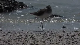 Nature ,Hungry Birds , Birds having a beautiful summer day on the beach,  birds names ,angry birds