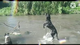 Vamos al PARQUE ACUÁTICO de Río - PARA PERROS.! Bambi pierde el MIEDO AL AGUA.!
