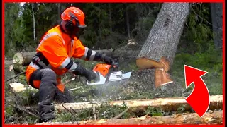 Simple Way To Get a Tree Down That Is Hung Up