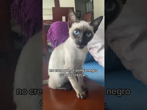 Porque sera que esta raza de gatos cambia tanto 😳😱