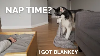 Trying To NAP With My HUSKY! He Got Me a BLANKET!!!!