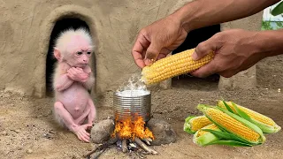 Dad harvests corn and cooks favorite milk for baby monkey Annie