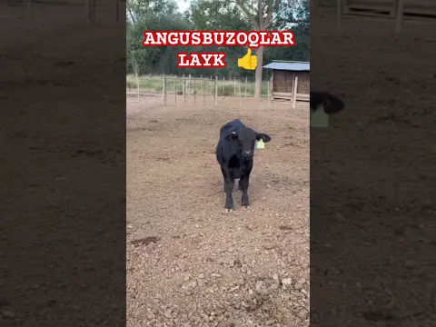 ANGUS #instagram#tiktok#youtube#cow##travel#zubr#mini#fish#fishing#rek#trend#tiraktor#music#rells