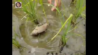 Where to fish in stormy water.  #shorts #shortsvideo #viral #viralshorts #FunnyVideo #Entertainment