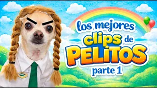 Los mejores videos de Pelitos PARTE 1