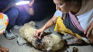 This innocent dog is suffering with terrible maggot wound with tonnes of maggots💔🐾