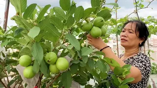 Không ngờ chỉ cần áp dụng mẹo này mà Ổi trồng trong chậu sai trĩu quả muốn gãy cành | Cô Sao TV