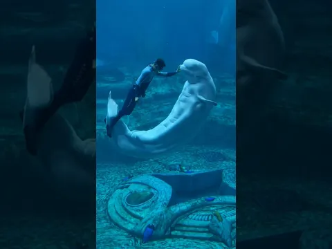 4 أسرار عن حوت البيلوجا هتخليك تعيد تفكيرك! 🐬☠️